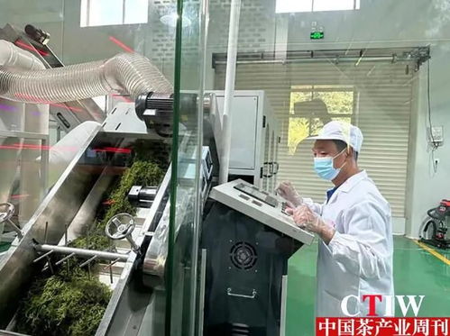 永定区首条莓茶高效清洁化加工生产线投产运营